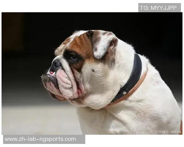 足球狗的含义解析及其在网络文化中的流行趋势探讨 足球狗的含义解析及其在网络文化中的流行趋势探讨